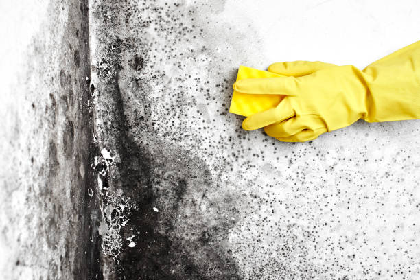 Best Emergency Mold Remediation  in Lamar, MO