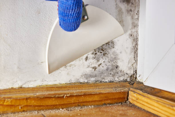 Best Mold Odor Removal Services  in Lamar, MO